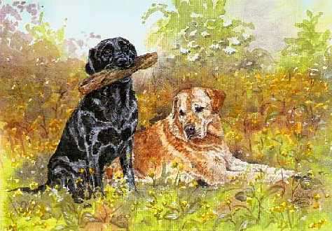 Labradors